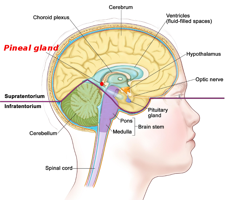 Pineal gland